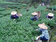 铁观音茶青一斤多少钱 铁观音价格多少才合理
