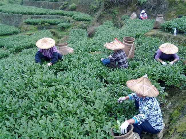 铁观音茶青一斤多少钱