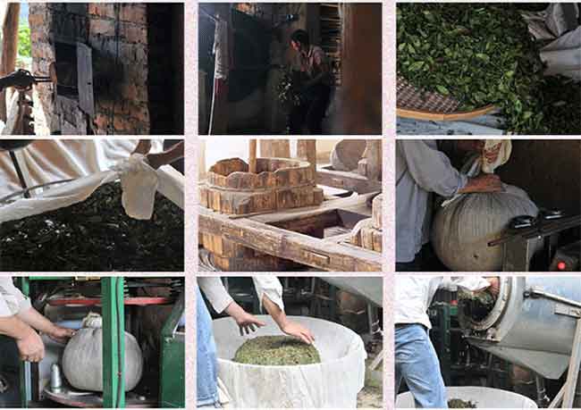 "消青大味"铁观音茶是如何制作的