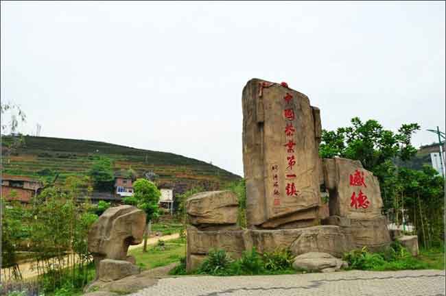 铁观音产地