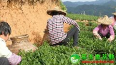 安溪铁观音产地生态茶园力挽狂澜