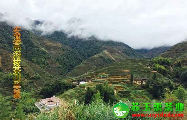 铁观音秋茶的产地收购价格是多少?毛茶与净茶如何辨别