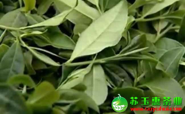 铁观音的独特摇青工艺,铁观音的香气是怎么摇出来的?