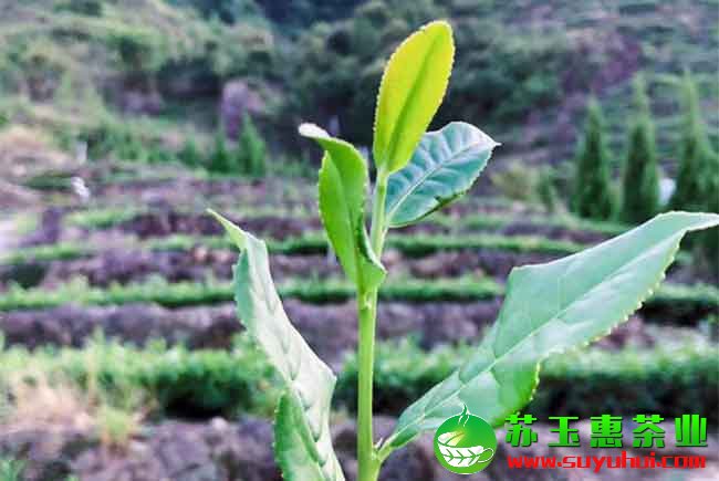 铁观音茶叶的老嫩如何区分,嫩的好还是老的好?