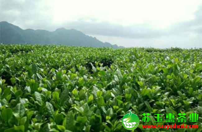 铁观音与武夷岩茶的采摘标准是什么呢?