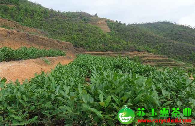 铁观音清香茶、浓香茶、碳培茶、正味茶、拖酸茶等制作工艺详解